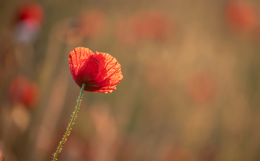 Spring background flowers. Red poppy close-up on a blurry background with copy space.