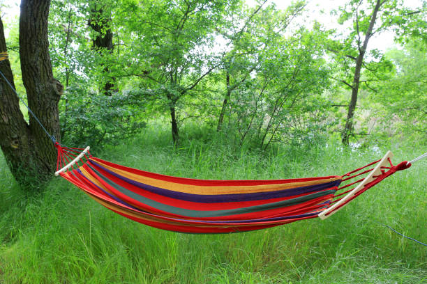 istock Tourist hammock in the green forest 1494551633