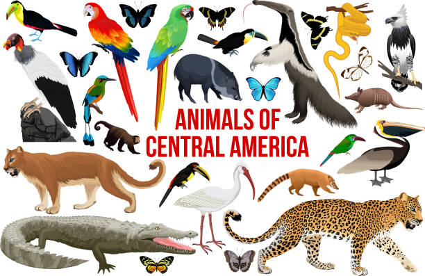 vector set of animals of central america vector set of animals of central america motmot stock illustrations