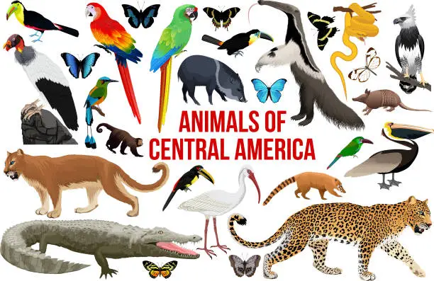 Vector illustration of vector set of animals of central america
