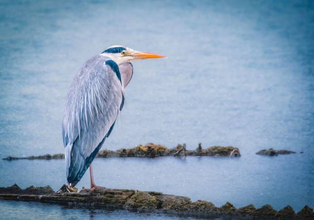 istock a grey bird standing on a rock in water on the shore 1494553067