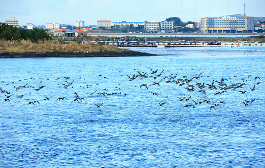 It is a beautiful winter scenery of migratory bird habitat in Jeju Island.