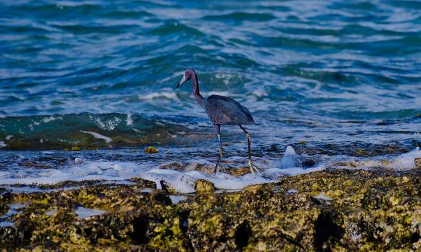 istock Canadian Black Herron Seeking Lunch 1494553426