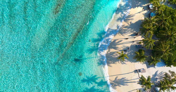istock Summer palm tree  and Tropical beach with blue  sky background 1494553941