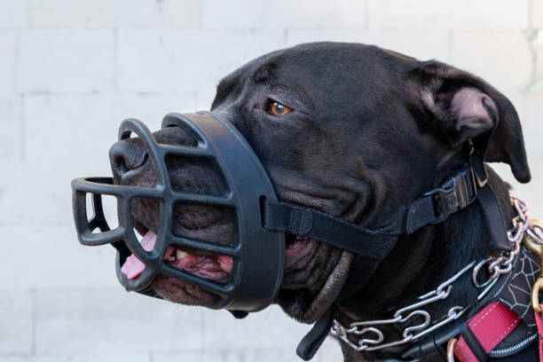 Pit bull terrier in black muzzle Calm black American Pit Bull Terrier in a black muzzle and metal strict collar. Dog in protective ammunition close-up portrait animal nose stock pictures, royalty-free photos & images