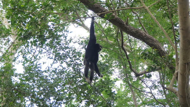 Pileated gibbon hanging on tree in tropical rainforest.
