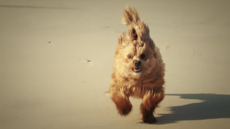 Fluffy brown Havanese dog running in slow motion on a sandy beach at the seaside on a sunny day.