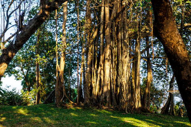 istock Old Banyan tree in a garden, Old Goa (Goa Velha), Goa, India, Asia 1494559039