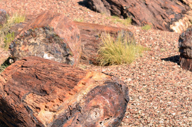 sekcja starożytnego skamieniałego drzewa - petrified forest national park zdjęcia i obrazy z banku zdjęć