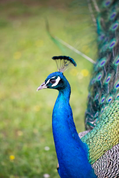 istock Beautiful peacock portrait with the feathers out 1494559589