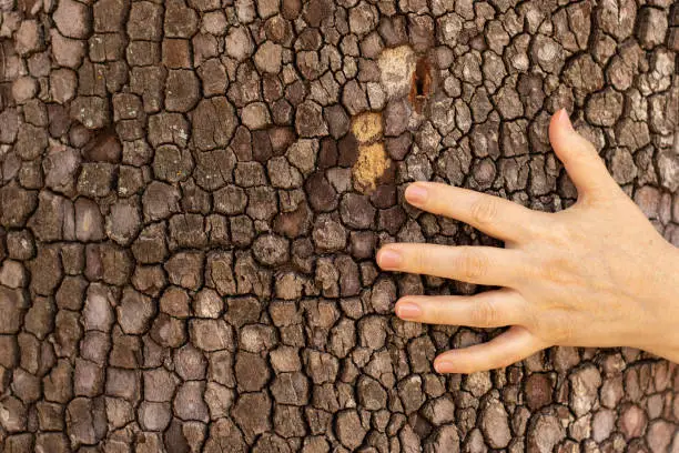 Human hand holding a tree trunk, female fingers touching tree bark. A closeup. Love and care for nature, forest protection and conservation concept.
