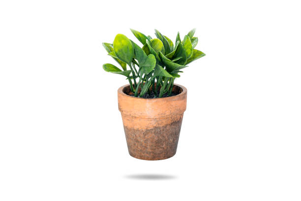 istock Pot fake plant isolated on white background with clipping path. 1494567620