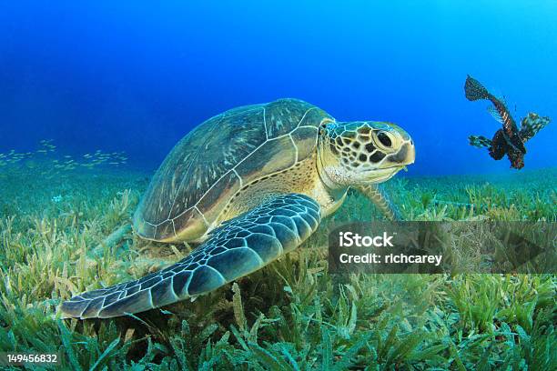 Green Sea Turtle Stock Photo - Download Image Now - Animal Wildlife, Animals In The Wild, Beauty In Nature