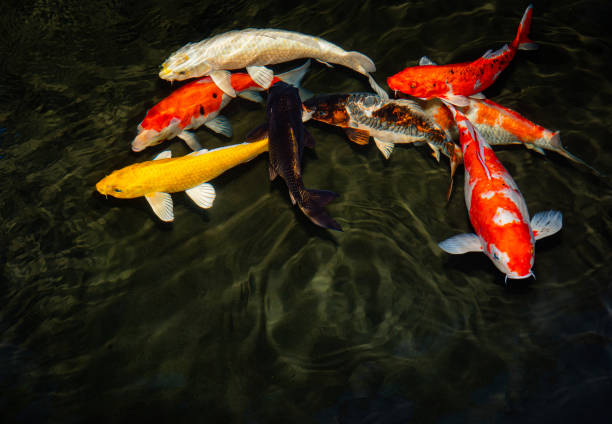 Japan koi fish or Fancy Carp swimming in a black pond fish pond. Popular pets for relaxation and feng shui meaning. Popular pets among people. Asians love to raise it for good fortune or zen. pez koi japonés o carpa de fantasía nadando en un estanque de peces de estanque negro. mascotas populares para la relajación y el significado del feng shui. mascotas populares entre las personas. a los asiáticos les encanta criarlo para la buena fortun