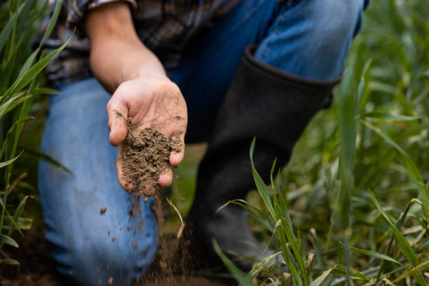 istock Only the Freshest Soil for My Crops 1494570656