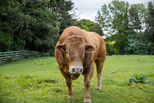 A steer in an animal enclosure at a sustainable farm in Embleton, North East England. He is standing on a grassy area with livestock tags on his ears. The bull is being raised as a stud for breeding with the heifers.