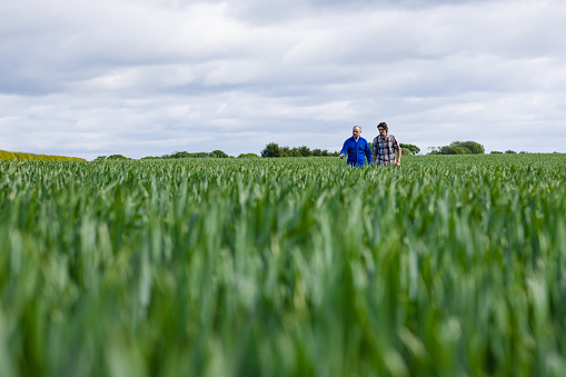 A farmer walking with a potential buyer for his crop through the wheat field on his sustainable farm in Embleton, North East England. The farmer is explaining everything about the crop while the client walks beside him. The crop is first wheat and is going to be used in low quality flour for baking and will be harvested in early September.