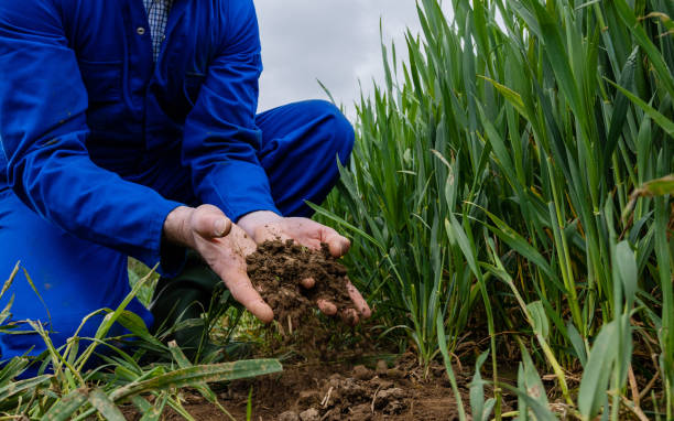 Checking Soil for Essential Nutrients An unrecognisable farmer crouching down in an agricultural wheat field at his sustainable farm in Embleton, North East England. He has soil in his hands and is assessing the quality of the soil that the wheat crop is growing out of. The wheat is first wheat, it will be used for low quality flour in baking and will be harvested in early September. soil health stock pictures, royalty-free photos & images