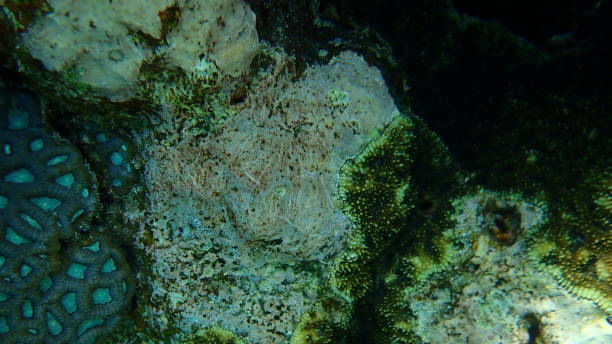 Coralline algae (Corallinales) undersea, Red Sea Coralline algae (Corallinales) undersea, Red Sea, Egypt, Sharm El Sheikh, Nabq Bay coralline red algae photos stock pictures, royalty-free photos & images