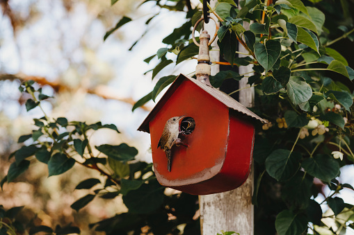 A beautiful little house wren sitting on a red birdhouse, feeding hungry babies. There are actually six babies inside! They build their nest in this little house every spring. Shot with a Canon 5D Mark lV.