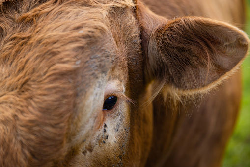 A close-up of a steer in an animal enclosure at a sustainable farm in Embleton, North East England. The main focus is one of his eyes and ear. The bull is being raised as a stud for breeding with the heifers.