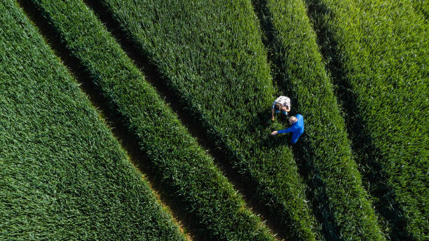 jeden den v životě farmáře - dělnická třída třídní systém - stock snímky, obrázky a fotky