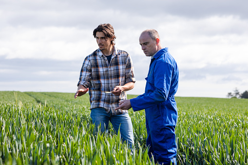 A farmer standing with a potential buyer for his crop in the wheat field on his sustainable farm in Embleton, North East England. They are discussing the crop while the client looks and feels the wheat leaf. The crop is first wheat and is going to be used in low quality flour for baking and will be harvested in early September.