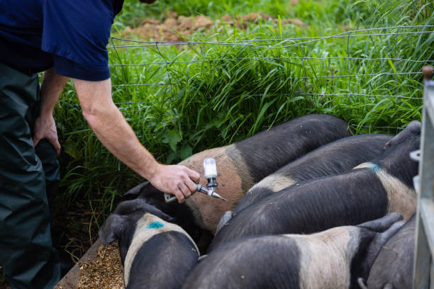 istock Only the Best for the Pigs 1494571031