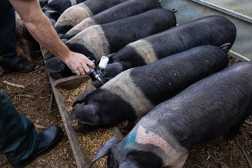 An unrecognisable veterinarian injecting saddleback piglets with the ER Bar Plus vaccination to protect them from Erysipelas disease at a sustainable farm in Embleton, North East England. They are eating feed made from crushed barley, malted barley and animal pellets from a trough to distract them from being injected. The vet is putting the needle into one piglet.