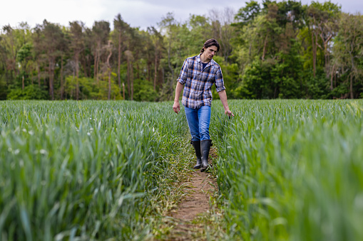A young farmer walking through tramlines in an agricultural wheat field at the sustainable farm he works at in Embleton, North East England. He is feeling the crop and examining the quality of the plant as he walks by. The wheat is first wheat, it will be used for low quality flour in baking and will be harvested in early September.
