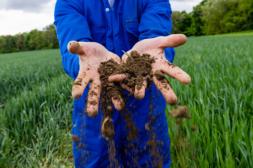 An unrecognisable farmer standing in an agricultural wheat field at his sustainable farm in Embleton, North East England. He has soil in his hands and it is falling through his fingers while he checks the quality of it.