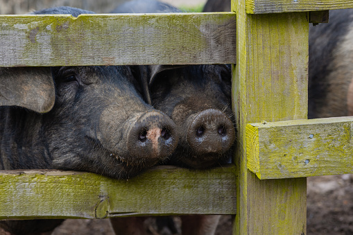 Saddleback pigs on a sustainable farm in Embleton, North east England. They are poking their snouts through a wooden fence out of curiosity.