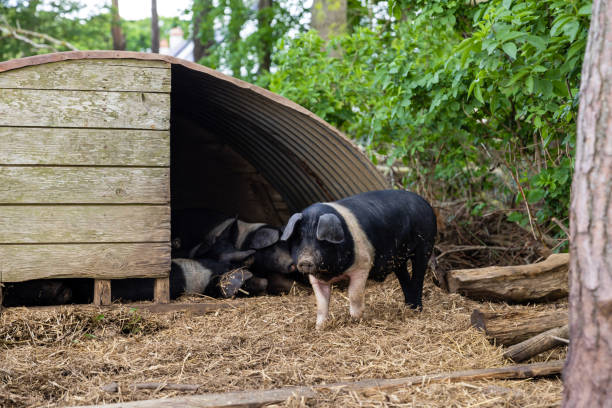 un environnement heureux pour les porcs élevés en plein air - pig trotter farm domestic pig photos et images de collection