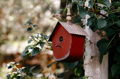 A beautiful little house wren sitting on a red birdhouse, feeding hungry babies. It has a grasshopper in its' beak. There are actually six babies inside the birdhouse! They build their nest in this little house every spring. Shot with a Canon 5D Mark lV.