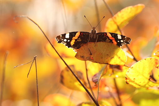 A Butterfly Vanessa atalanta on a cotinus coggygria leaves in the forest in autumn