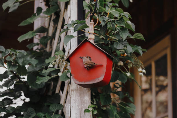 istock House Wren Sitting on a Birdhouse Feeding Young 1494571654