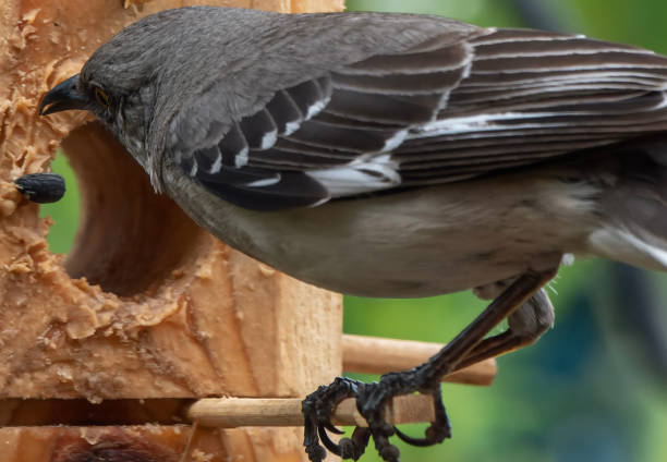 istock Northern Mockingbird at the bird feeder 1494573077