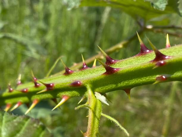 istock Thorns of a blackberry branch 1494573465