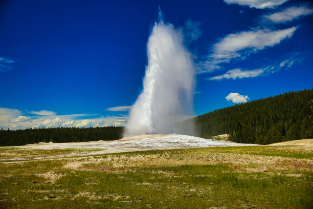 Old Faithful geyser erupts dramatically against a clear blue sky in Yellowstone National Park. The towering column of steam and water captures the power of geothermal activity and the iconic natural spectacle that draws visitors from around the world.
