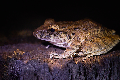 Savage's Slender-toed Frog ( Leptodactylus savagei), in the wild on a log in Costa Rica.