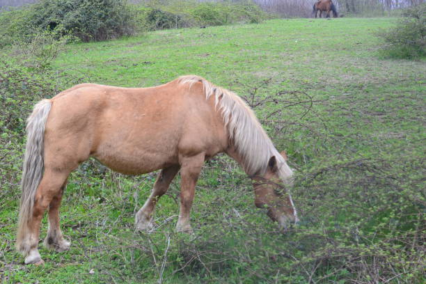 istock Brown horse grazing on pasture in spring. 1494575250