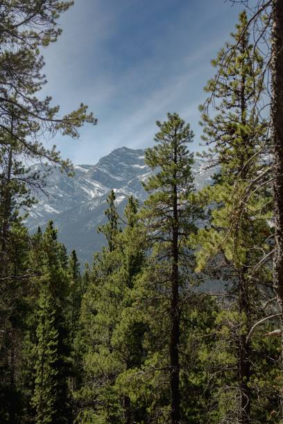 istock Scenic landscape featuring a group of snow-covered trees with a majestic mountain backdrop 1494575537