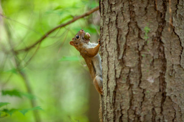 istock An american red squirrel carrying an acorn up a tree. 1494575578