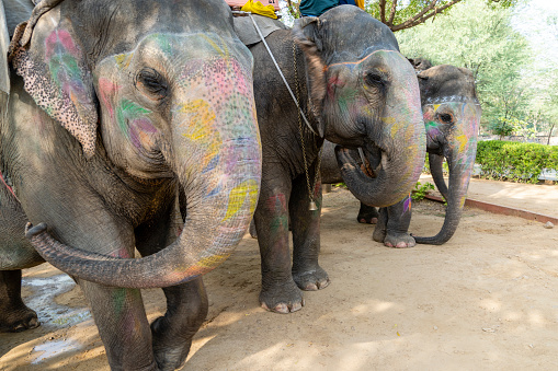 An elephant decorated in a colorful abstract ceremony.