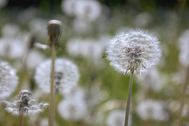 istock Dandelion fluff on a faded dandelion 1494576526