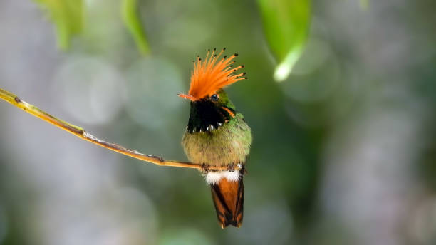 The rufous-crested coquette (Lophornis delattrei) The rufous-crested coquette (Lophornis delattrei) asa animal stock pictures, royalty-free photos & images