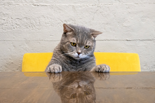 British shorthair cat on marble kitchen desk