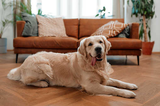 Golden adult dog purebred labrador lying on the floor in the living room at home against the background of the sofa.