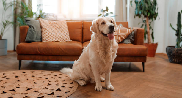 istock Couple with dog at home 1494578338