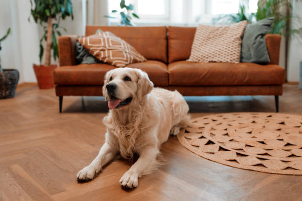 istock Couple with dog at home 1494578351